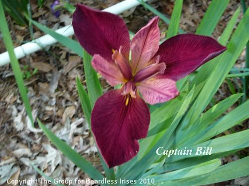 Captain Bill (0)